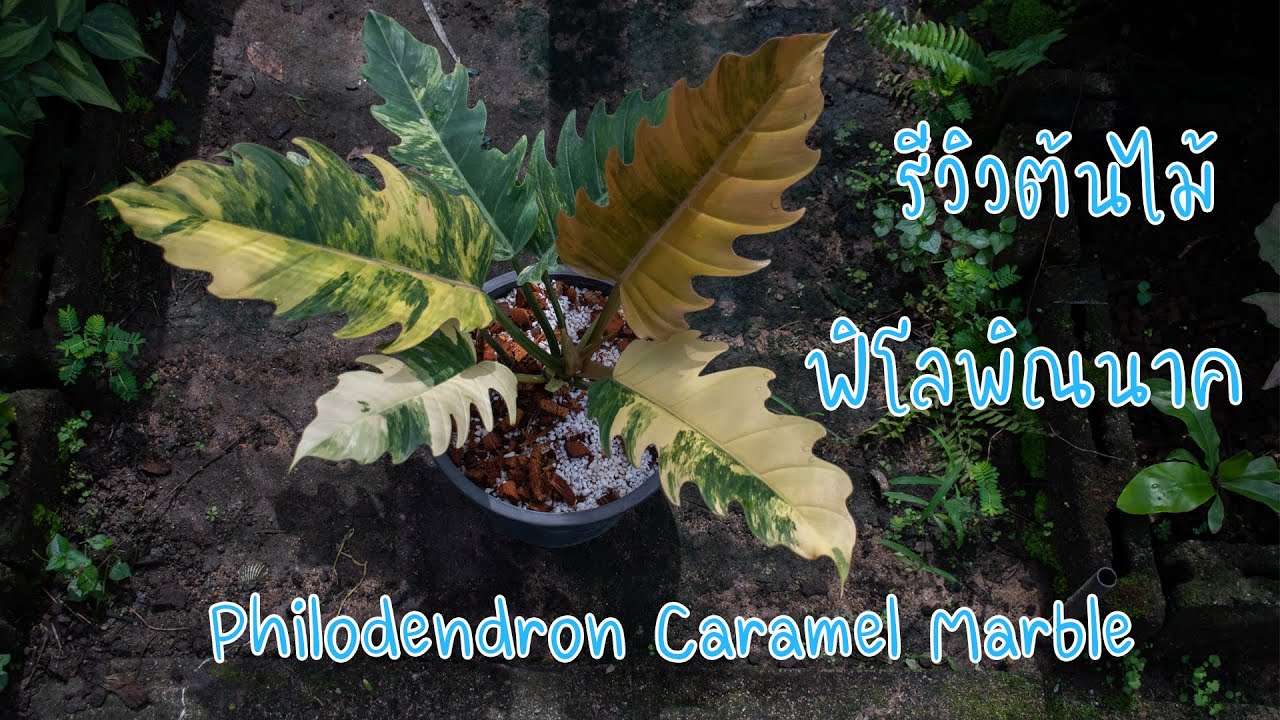 รีวิวต้นไม้ ฟิโลพิณนาคด่าง  Philodendron Caramel Marble