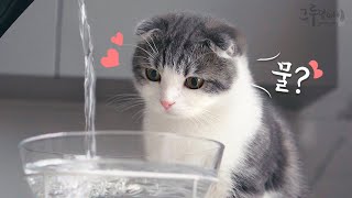 Cute Cats love water