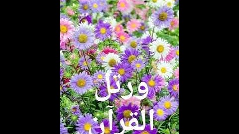 112 سورة الإخلاص