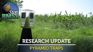 Stop BMSB Research Update: Pyramid Traps