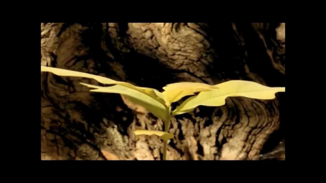 Ускоренная съемка 5. Дерево растет ускоренная съемка. рост дерева ускоренная съемка. ускорение.дерева.. рост лианы ускоренная съемка.