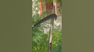 Tôi làm con dao quắm phát rẫy bằng thép mắt xích xe tăng chặt cây như chặt chuối vậy