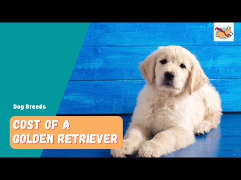 Vidéo: Ce que vous devez savoir sur la possession d'un Golden Retriever