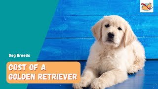 Golden Retriever Price: How Much Does It Cost To Buy and Keep This Family Dog?
