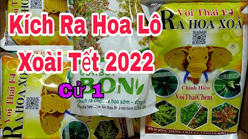 Kích Ra Hoa Cử 1, Lô Xoài Tết 2022 | VTK.CHANNEL