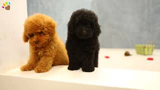 Siyah ve Kızıl Poodle yavrularımız