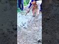Dry Cement and Sand Mixing Process | Manual Mortar Preparation on Site