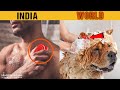 विदेशों में बैन ये 10 चीजे हम भारत में रोज़ इस्तेमाल करते है | Things banned in world bt not in india