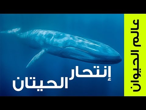 فيديو: أين تعيش الحيتان الزرقاء؟