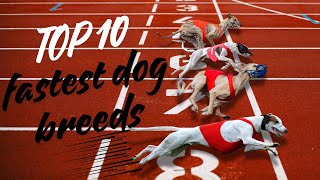 Top 10 Dog Breeds That Are Faster Than You Think!