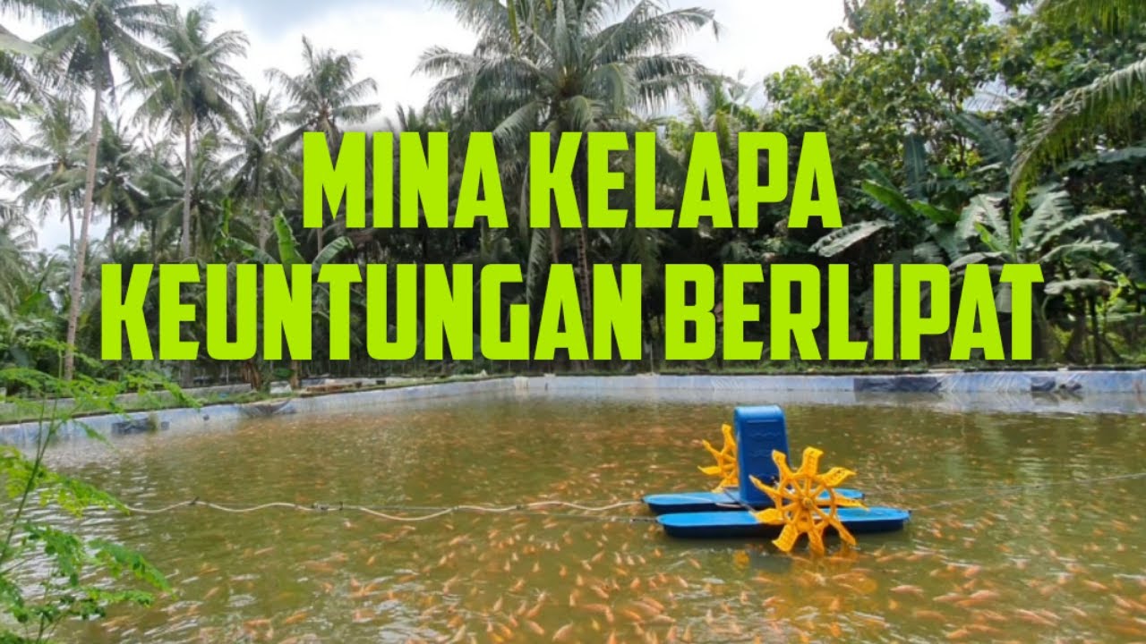 Budidaya Mina Kelapa, Kelapa Dalam Bojong Bulat - YouTube