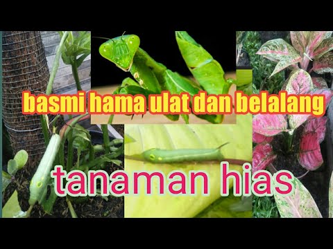 Video: Schefflera Menumpahkan Daun: Bagaimana Jika Daun Menjadi Hitam Dan Jatuh Pada Musim Sejuk? Atas Alasan Apa Bunga Itu Membuangnya? Penjagaan Shefflera Di Rumah