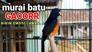Murai Batu gacor ngukluk,paling cepat untuk memancing murai batu macet agar cepat gacor.