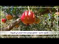 الأجود عالميا انطلاق موسم حصاد الرمان في أسيوط 