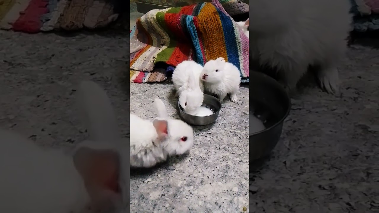 Rabbit baby dhoodh pite hue🥰