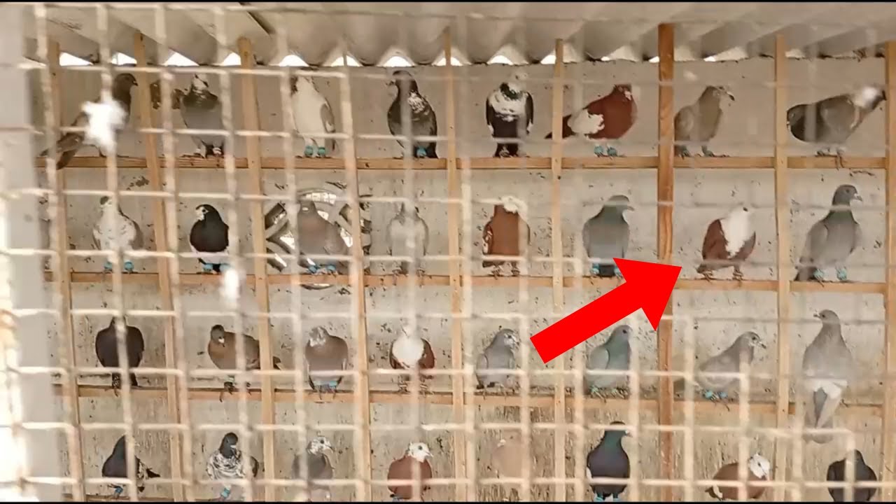 Toofani Maadiyan Shoaib Bhai ki || Korangi 2 1/2