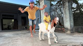 Cutis & Goat excitedly wait to welcome dad back home!