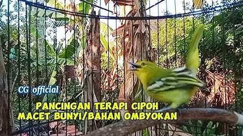 Pancingan cipoh macet bunyi/bahan ombyokan tersukses!!suara sirtu betina birahi memanggil jantan