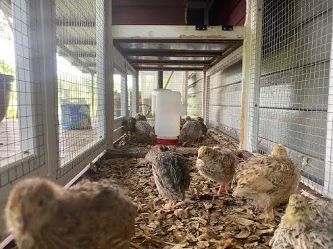 quail cage