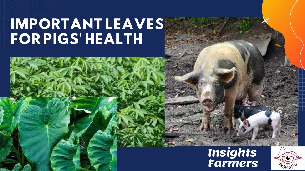 Important Leaves 4 Pigs How to make pig grow fast with leaves How to care for pig with