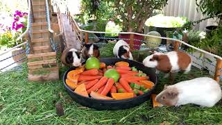 Guinea Pigs enriching people’s lives