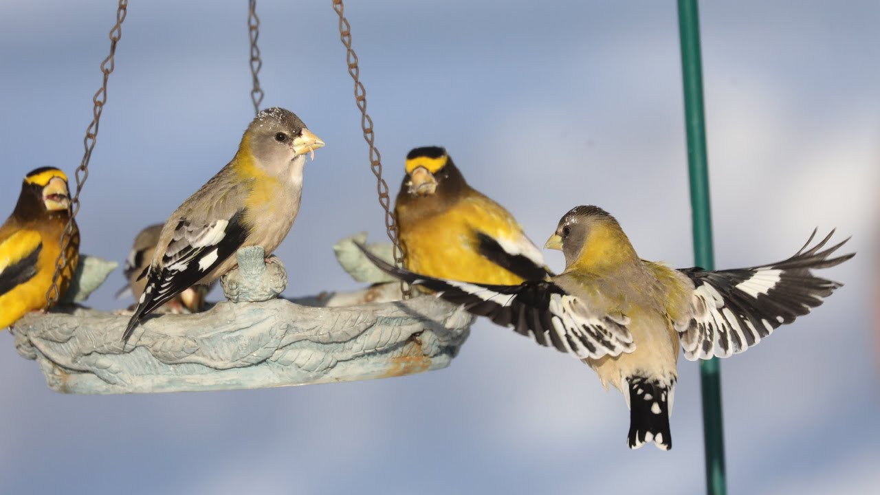 Below Zero Bog Birding