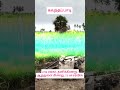 2.59 Acre for sale. contact 96555 61355 #gobichettipalayam #bhavani #erode #sale #realestate #athani