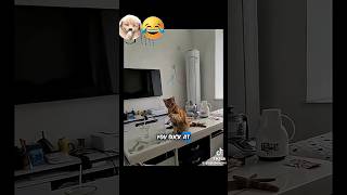 Funny Cats 🤣 120 #SWLMP #swlmpf #fortniteshorts  #robloxshorts #kids #funnycats #funny #dogshorts