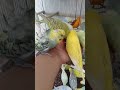 🐦踏み込んだ瞬間、反応早い