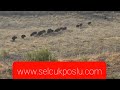 SEÇMECE DOMUZ AVLARIM ( Full Action Boar Hunt )