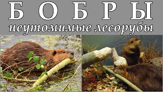 БОБРЫ - Неутомимые лесорубы