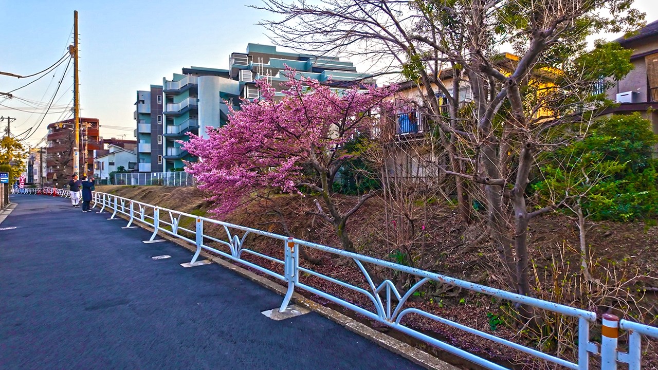 Quiet Walk from Sakura-Josui Back Streets to Yoyogi-Uehara/4K ASMR HDR