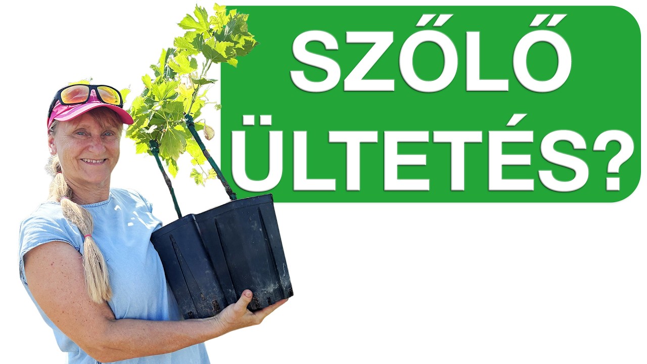 Mire figyelj ültetéskor? 🍇🌱 A tökéletes szőlőtőke ültetés!