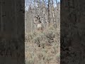 another stud deer in Wyoming