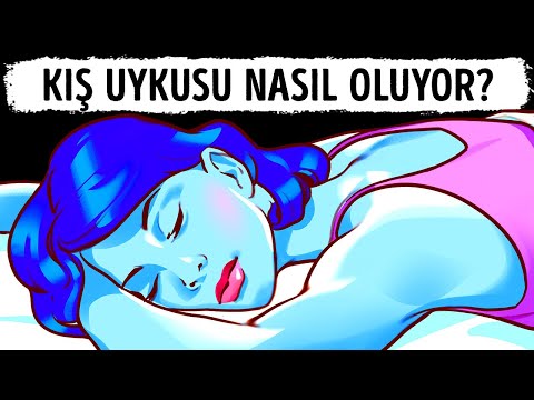 Ayılar Kış Uykusuna