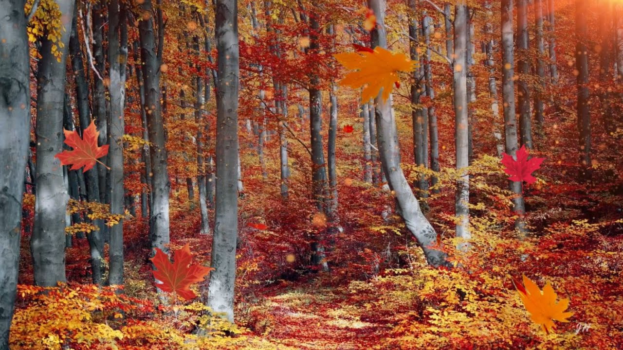 Enchanted Autumn Forest Ambience - YouTube