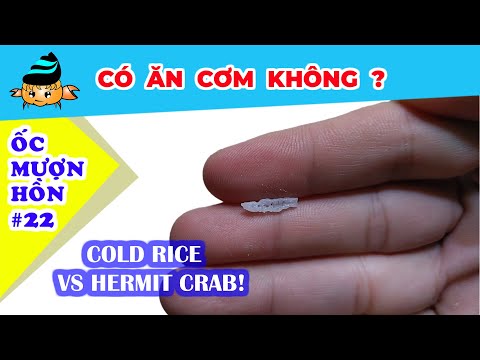 Video Ốc mượn hồn có Ăn Cơm không? (Hermit crab vs Cold... - youtube