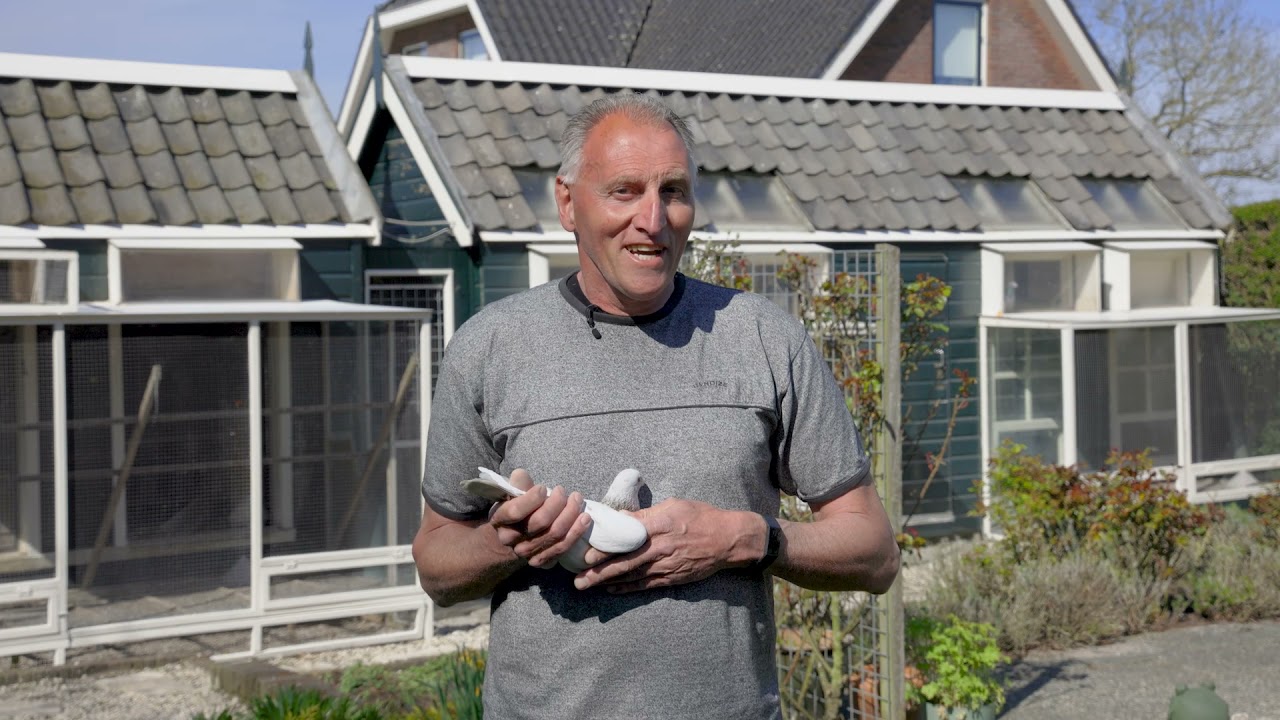 Paul van den Boogaard Pigeons