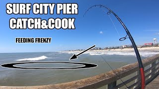 SURF CITY CATCH&COOK ** FEEDING FRENZY** by 24-7 Fishing 181 views 2 years ago 9 minutes