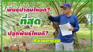 🌿เลือกปลูกปาล์มพันธุ์ไหนดี?คิดก่อนเลือกพันธุ์ปาล์ม #สวนตาชวน #palm oil