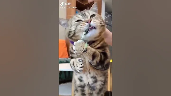 Watch the video about Cat eats cucumber 😹😹 Please Subscribe 🙏 Like ❤️ #shorts #cat