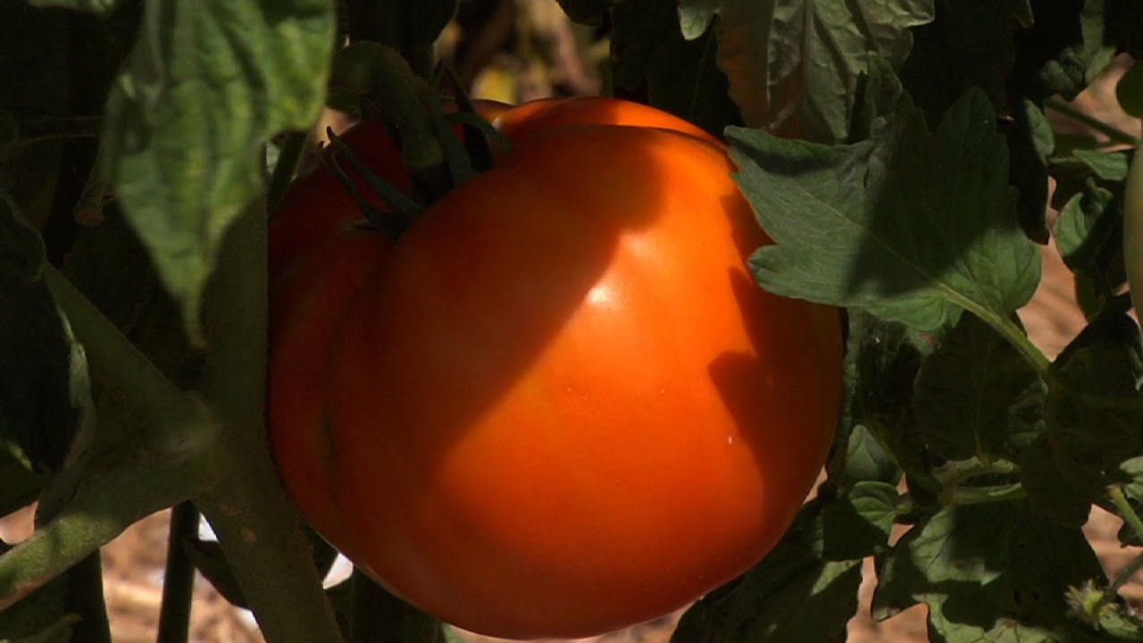 Rutgers Brings Back the Jersey Tomato YouTube