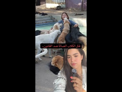 قتل الكلاب الضالة ضد القانون
