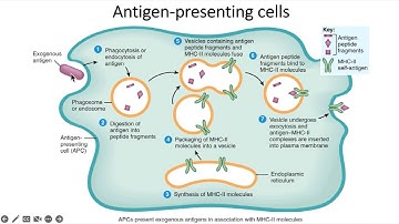 Chapter 22 Lymph Immune 4