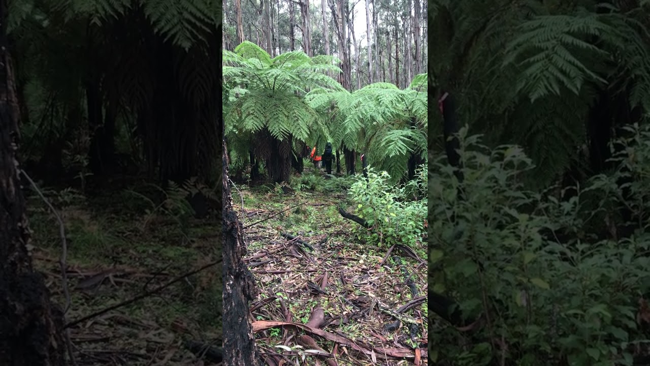 Greater Glider Nesting Box Installs