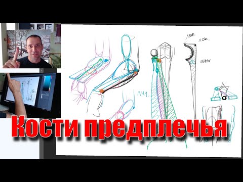 Анатомия костей предплечья - А. Рыжкин