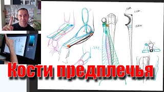 Анатомия костей предплечья - А. Рыжкин