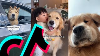 The Most Goofiest Golden Retriever TikTok Compilation | Dogs Of TikTok