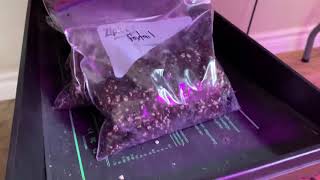 Germinating palm seeds (the baggy method)