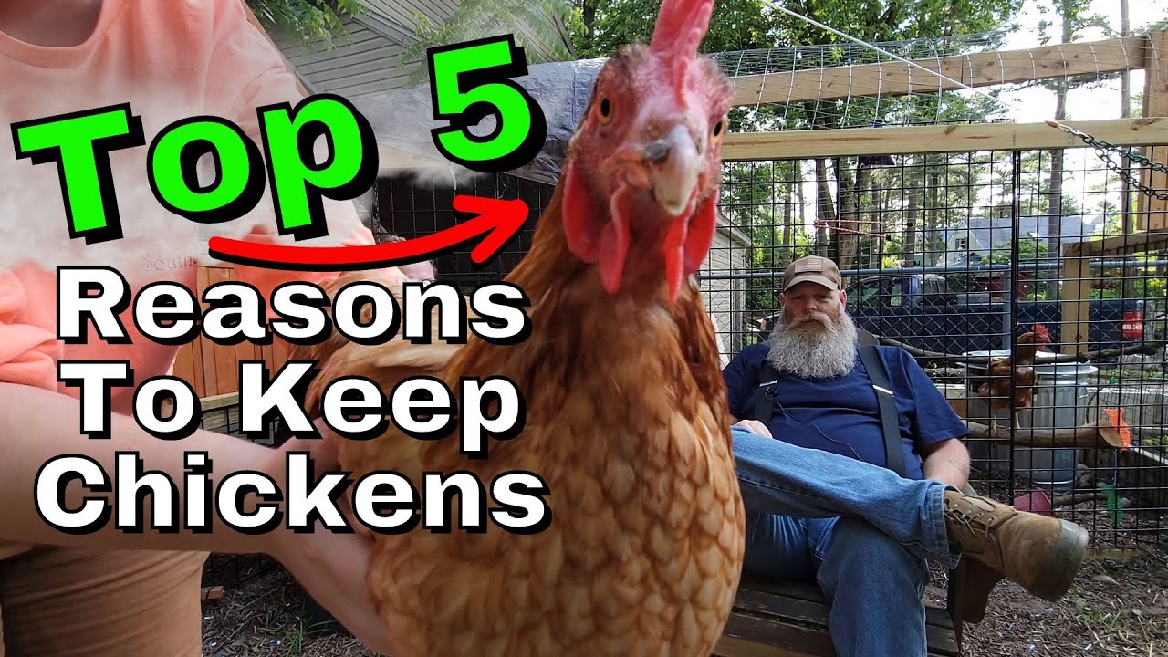 Top 5 Reasons To Keep Backyard Chickens! YouTube